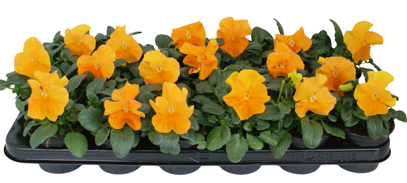 Viool F1 oranje p9, D 9 cm Viool F1 oranje p9, D 9 cm