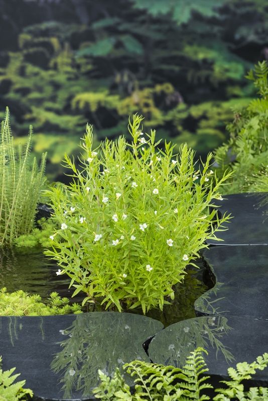 Gratiola officinalis (18x18), D 18