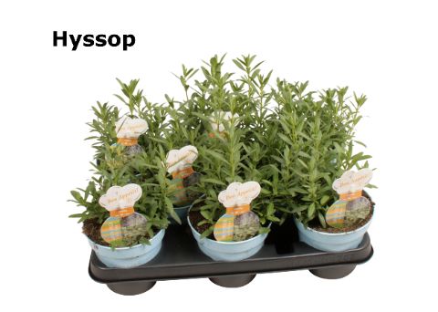 Hyssop, D 12