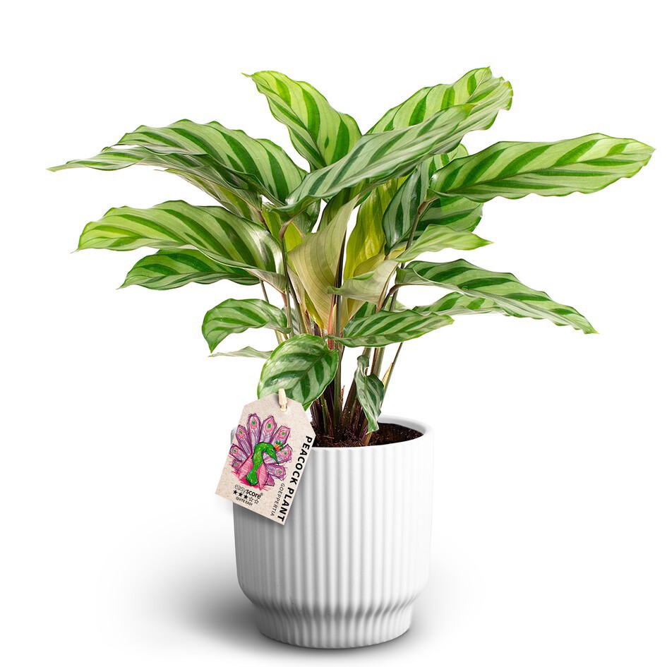 Nordic White, Calathea Freddy, D 12
