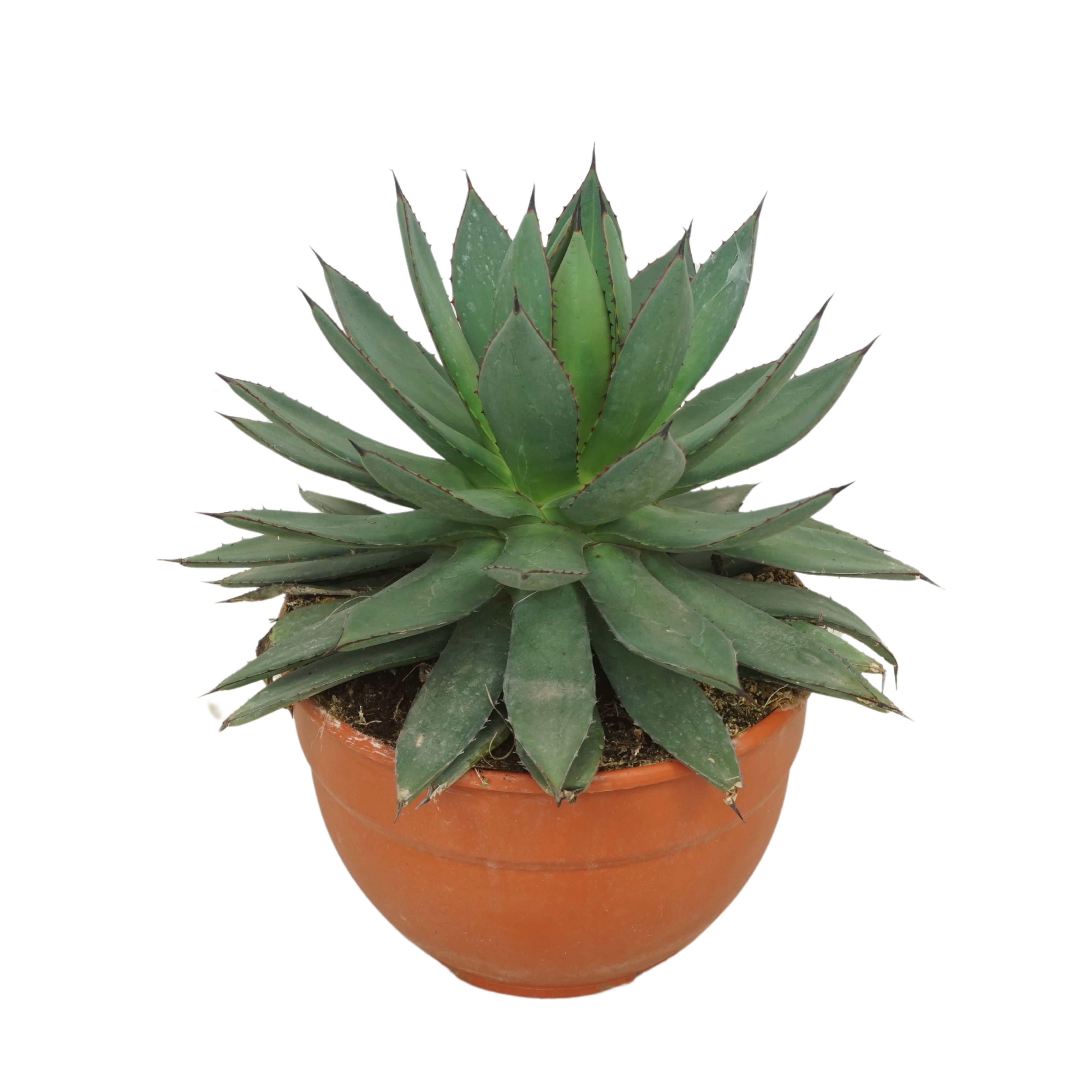 Agave 'Red edge' COMPACT 20 cm, D 20
