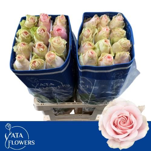 Роза од. Фруттето 50, шт.