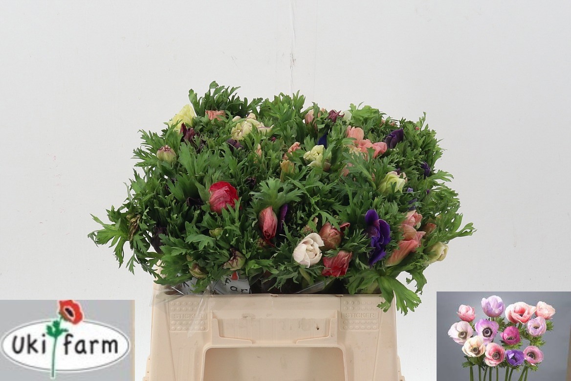 Анемон Галил Пастель 35, шт.