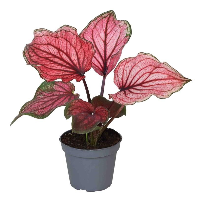 CALADIUM BICOLOR-HYBRID 'LUCIA', D 6