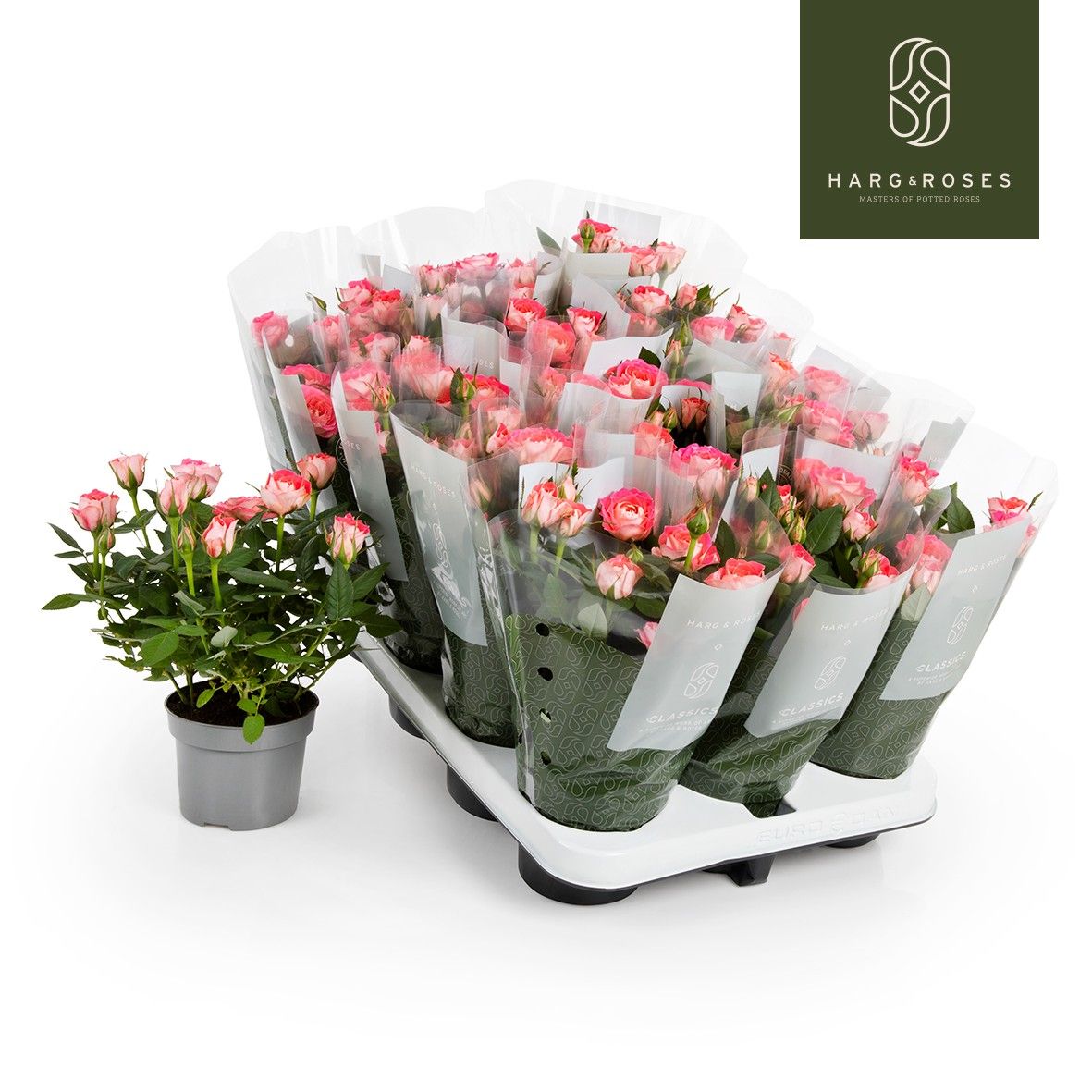 Rosa Kordana Fame, D 10,5