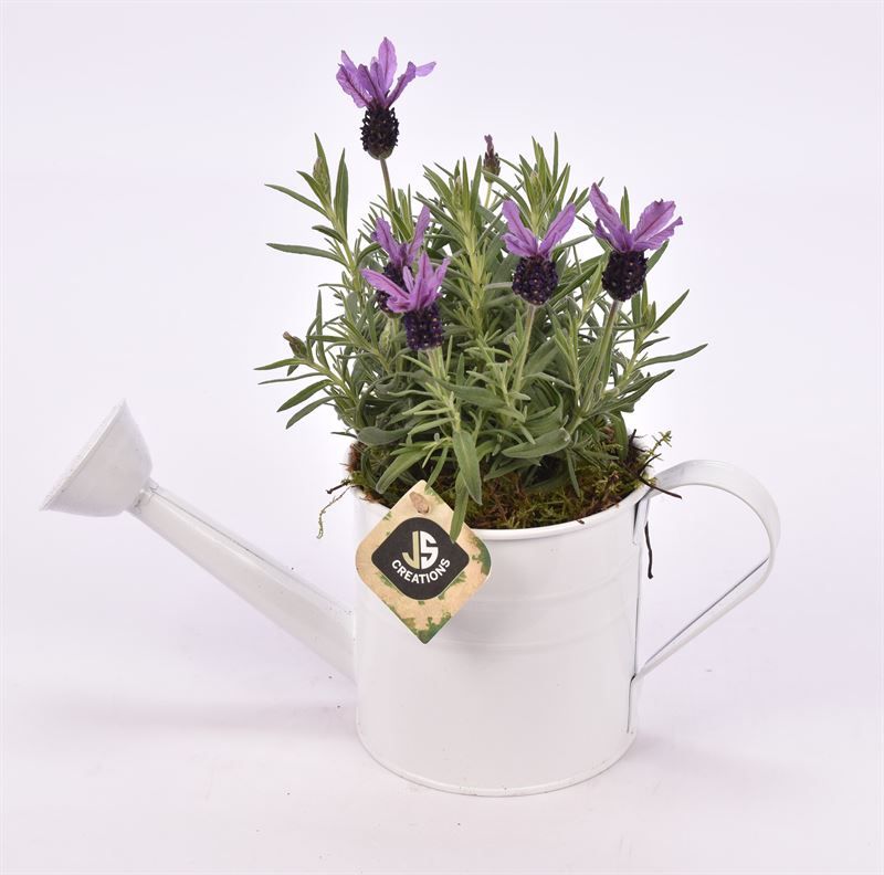 Zink gieter 13cm, D 13