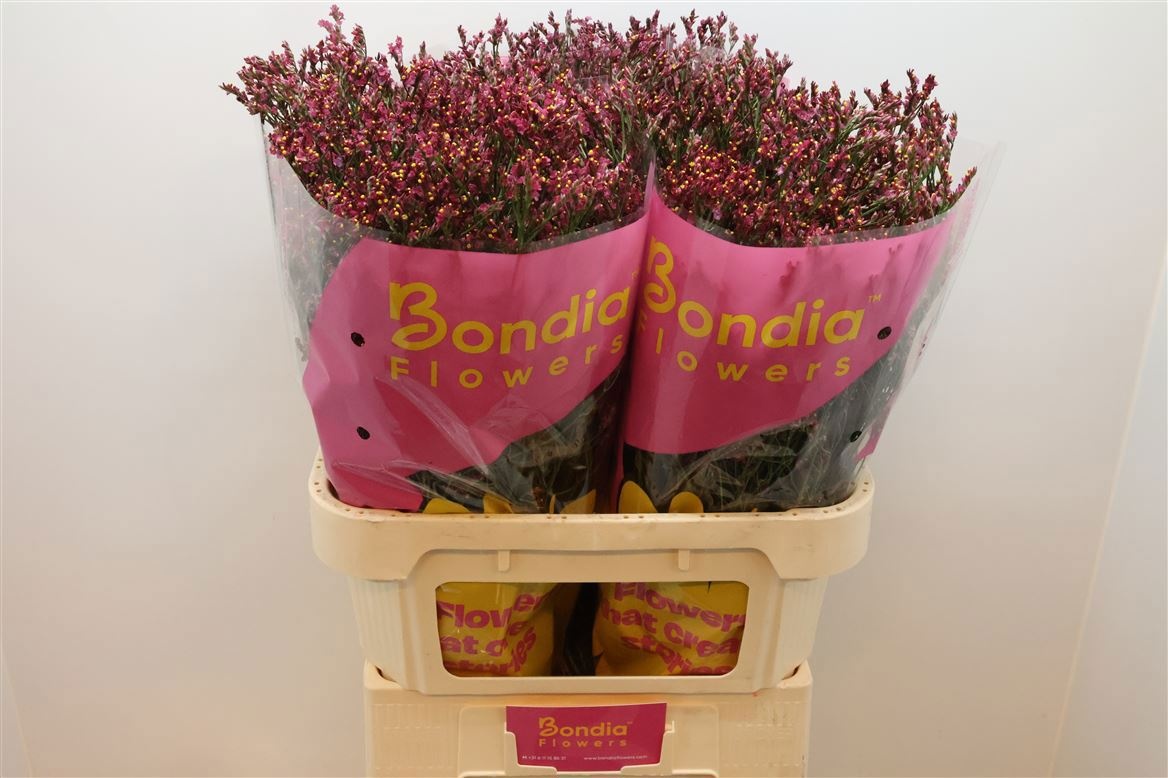 Лимониум Скарлет Даймонд 80, шт.