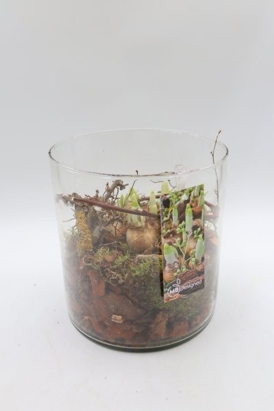 Narcis, cilinder, D 19