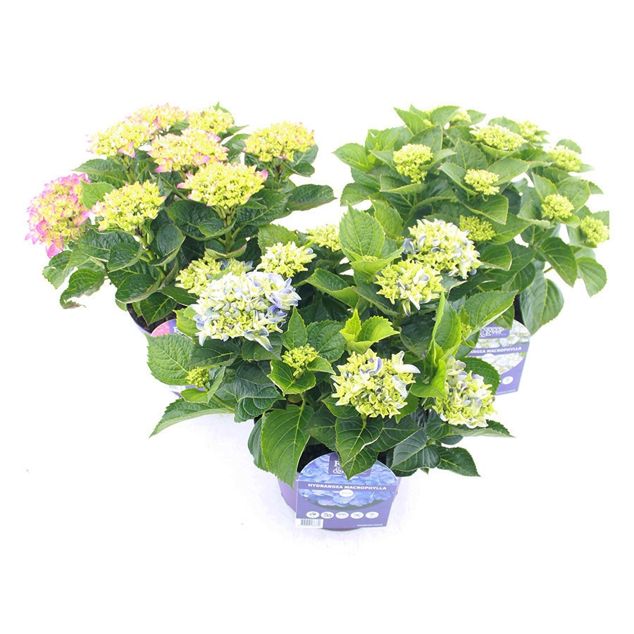 Hydrangea macr. Forever & Ever® MIX C5 (23cm.) Kn., D 23