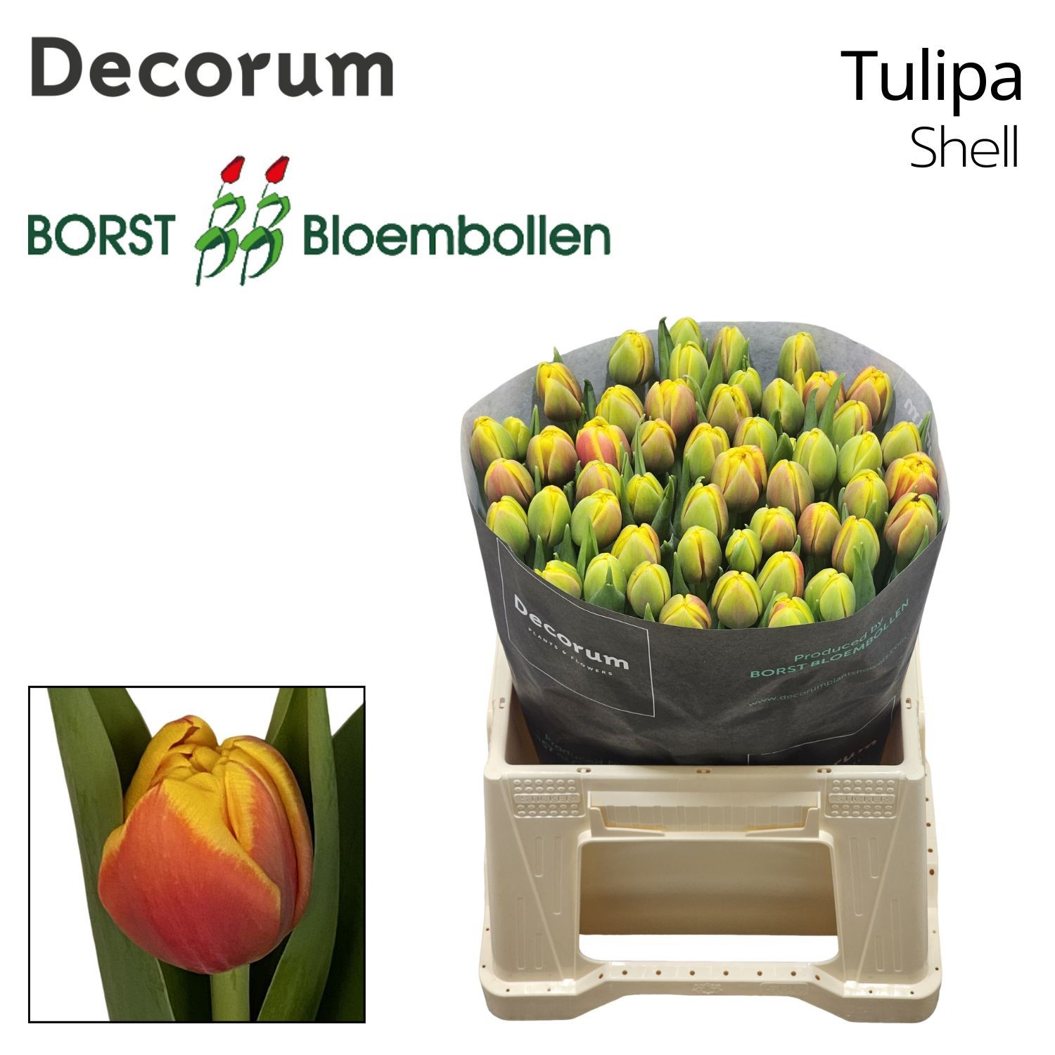 Тюльпан дв. Шелл, шт.