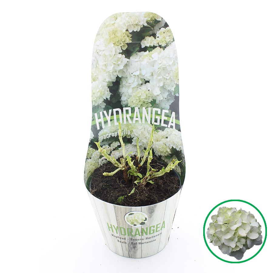 Hydrangea macr. Wit C2 (17cm.) Potcover, D 17