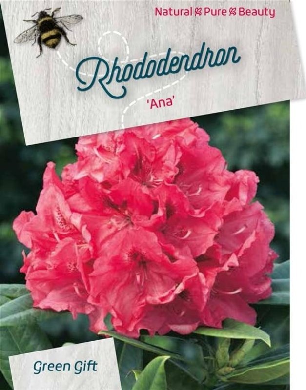 Rhododendron 'Ana', D 52