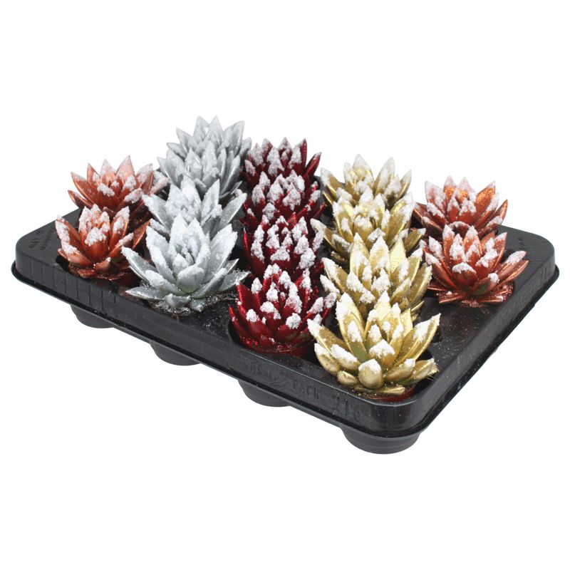 Miranda coloured Xmas mix + snow, D 6