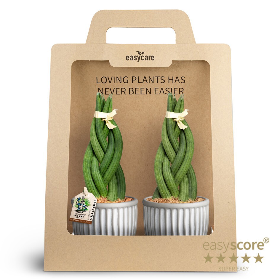 SANSEVIERIA 30990026 2-Pack Athena Braid, D 10