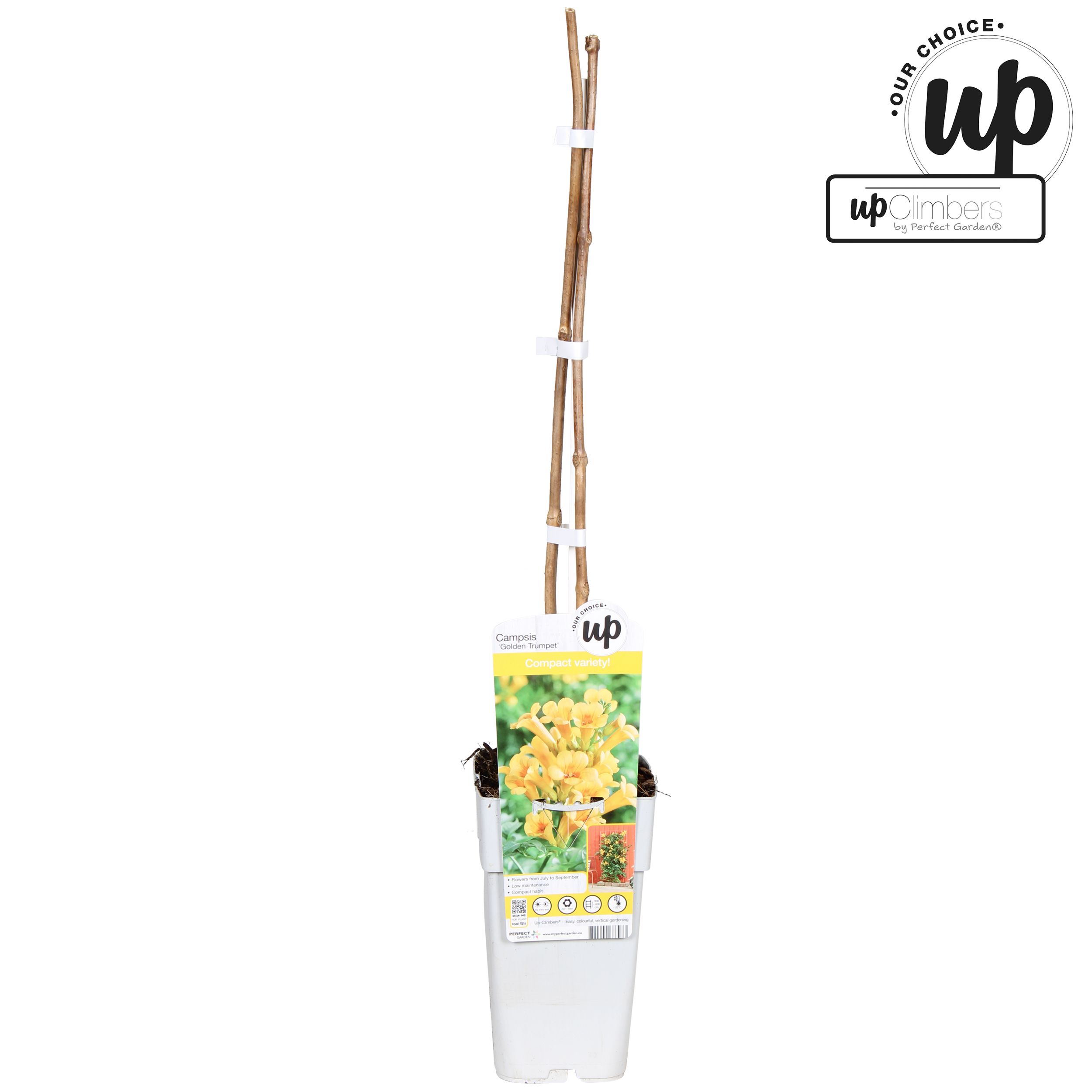 Campsis tagliabuana 'Golden Trumpet' P15, D 15