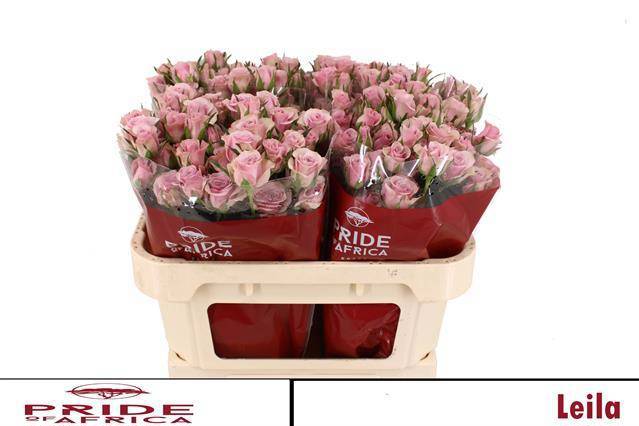 Роза куст. Лейла 70, шт.