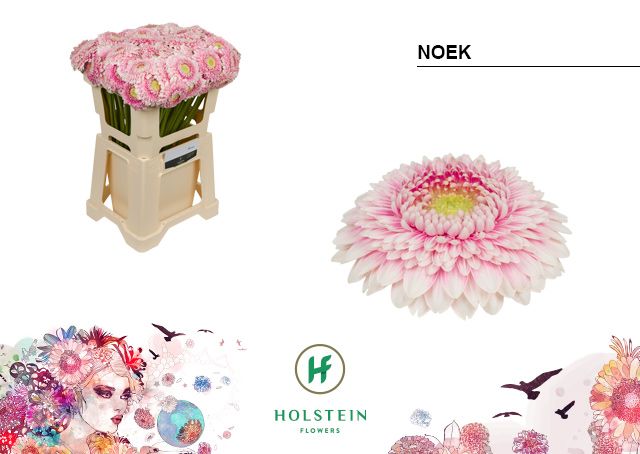 Гермини Помпон Нук, шт.