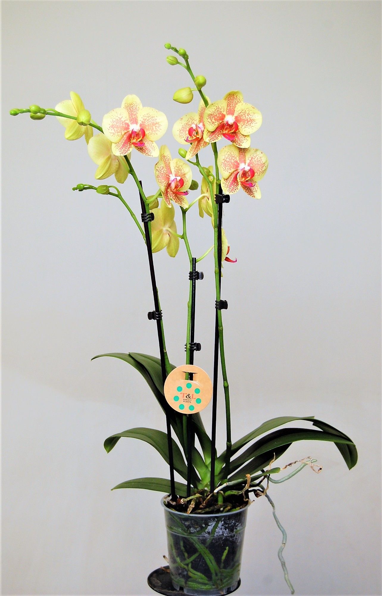 Pulsation 3 Tak, D 12 cm