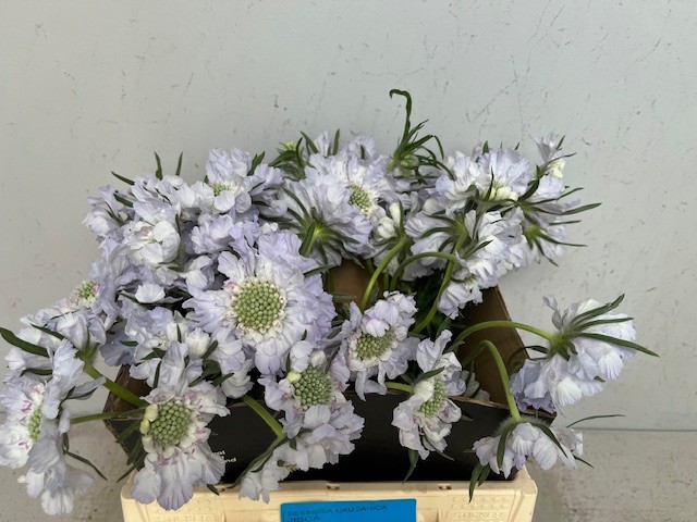 Скабиоза Джиска 40, шт.