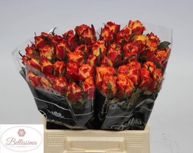 Роза од. Силантой 40, шт.