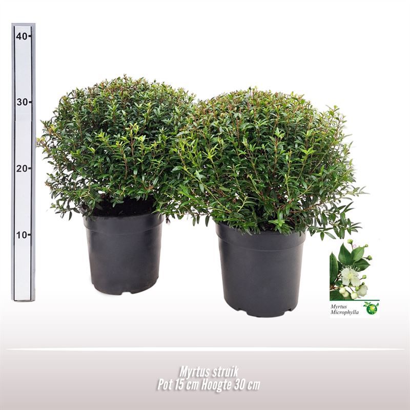 Myrtus struik, D 15