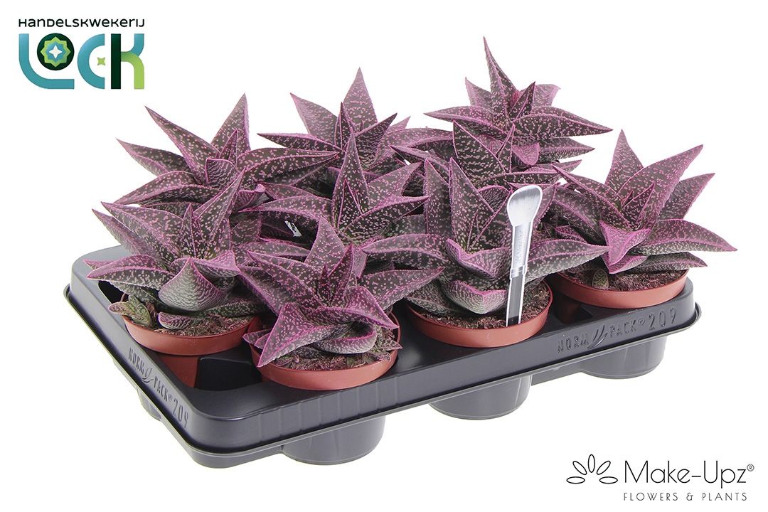 Gasteria Aveo Make Upz Roze, D 10,5