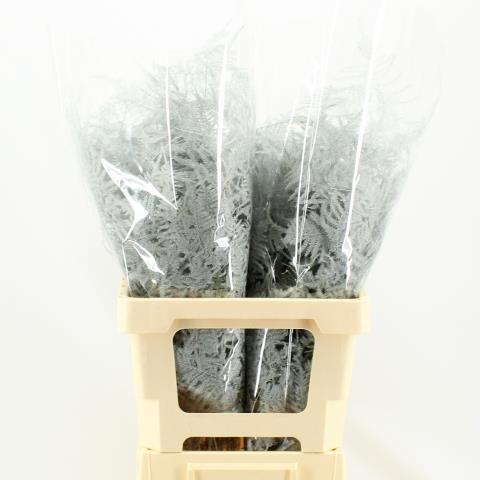 Аспарагус Овериг Крашеный (краш. ) 50, шт.