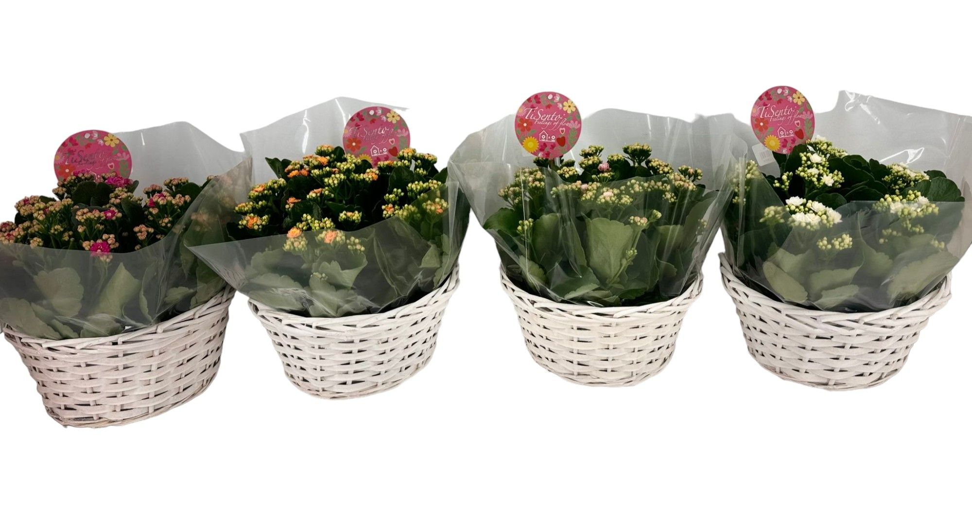 Calandiva 24 cm - Eva Mand mix, D 24