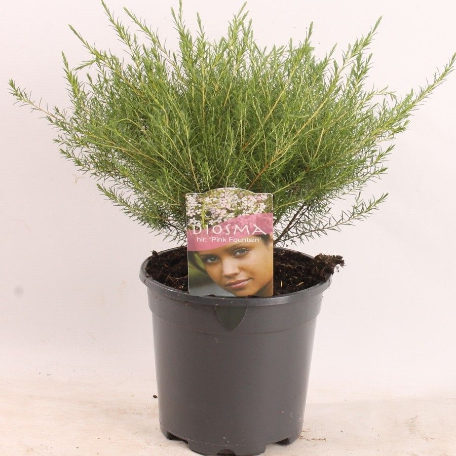 Diosma hir. 'Pink Fountain', D 17
