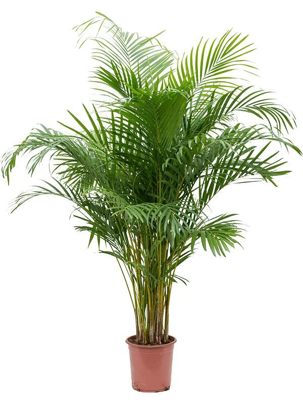 Dypsis (Areca) lutescens, D 24