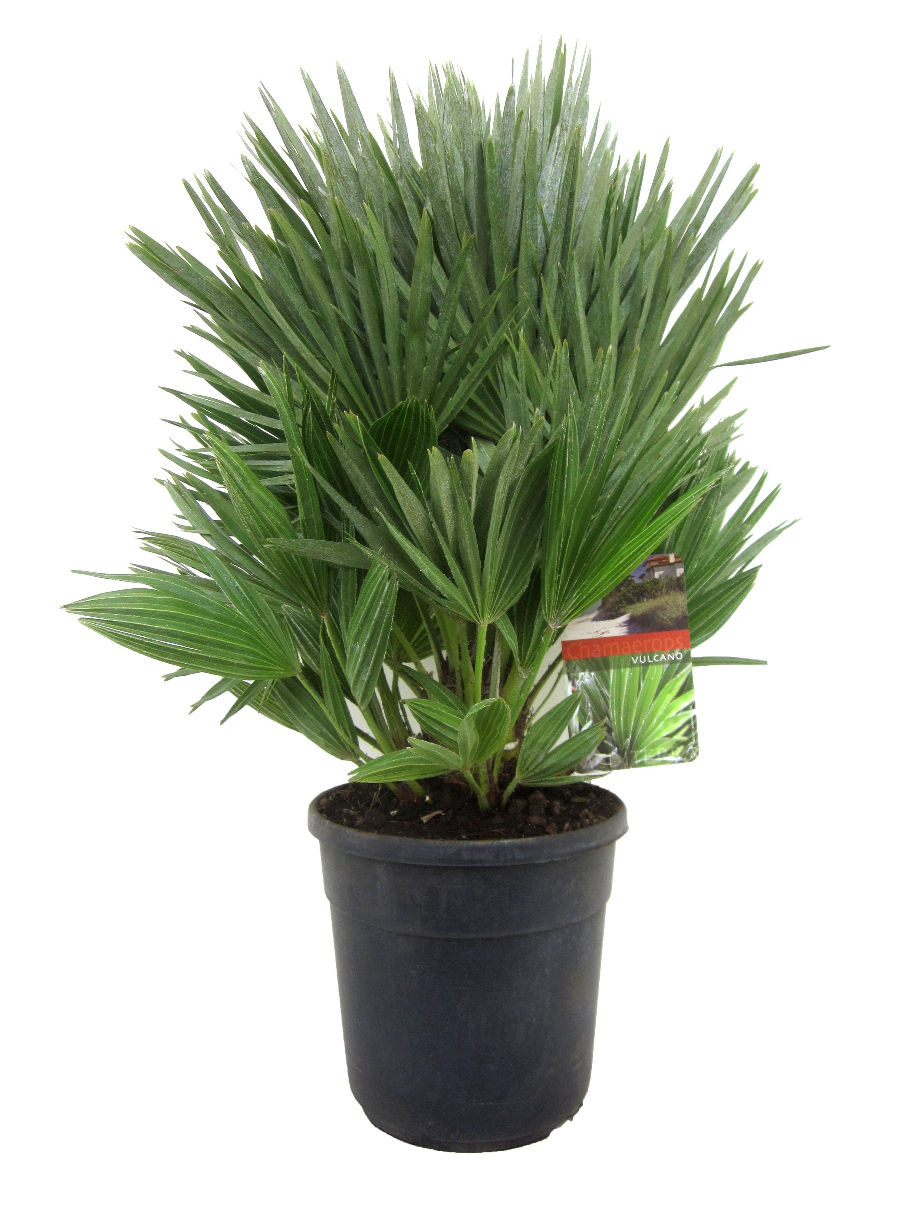 Chamaerops vulcano, D 24