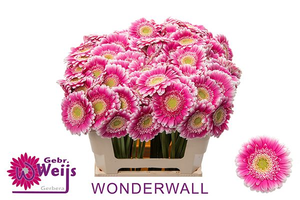 Гермини Вондерволл, шт.