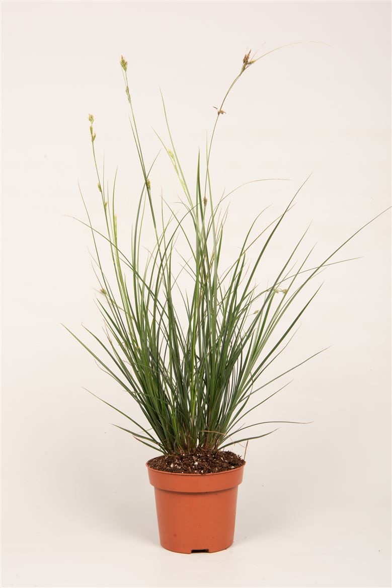 Carex Brunnea, D 12