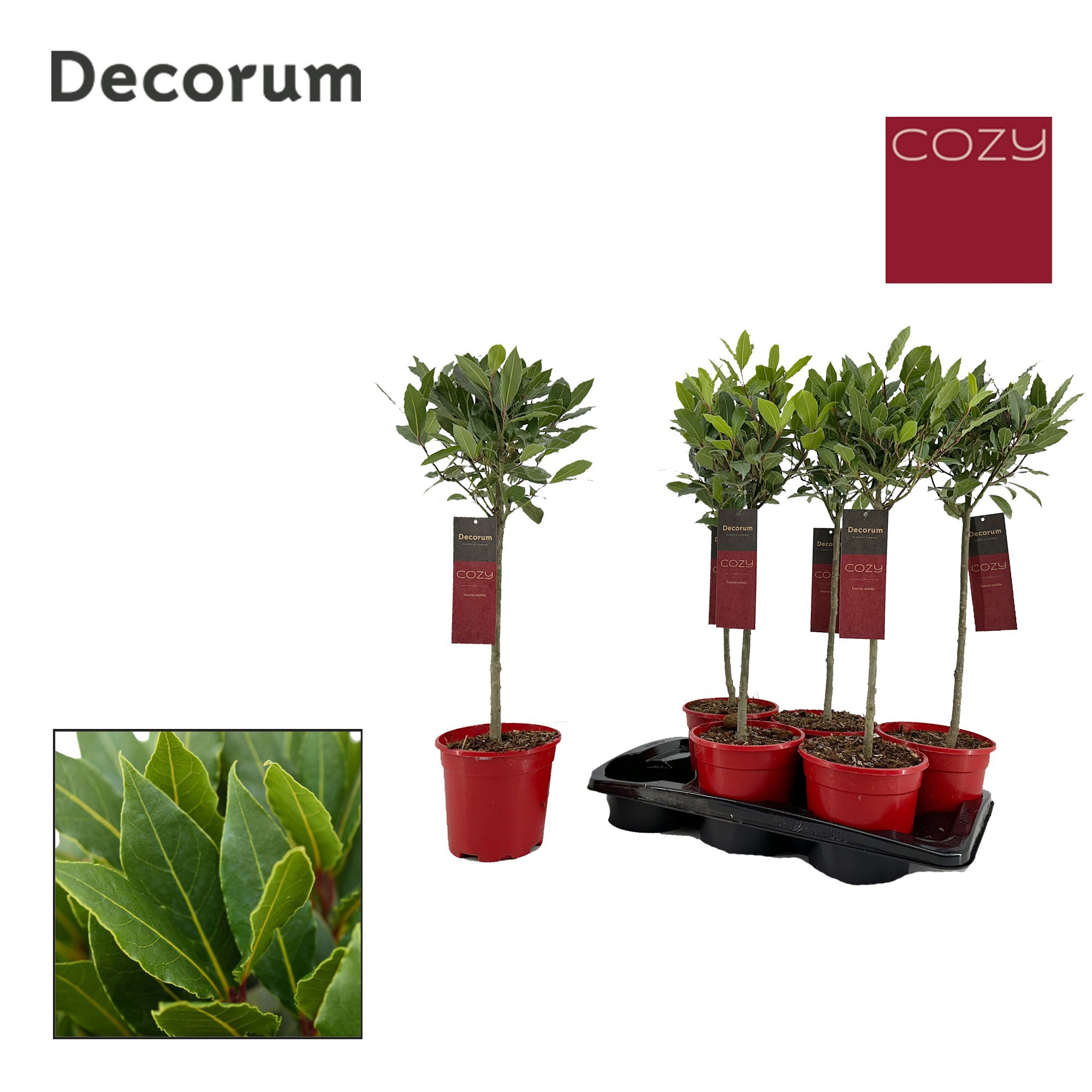 Laurus nobilis Bol op stam, D 17 cm