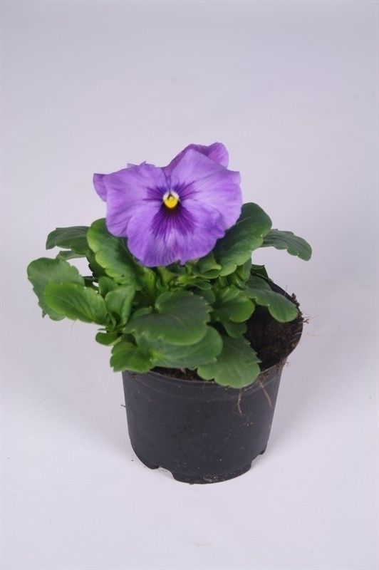 Viola x wittrockiana Delta F1 Lavender, D 9 cm