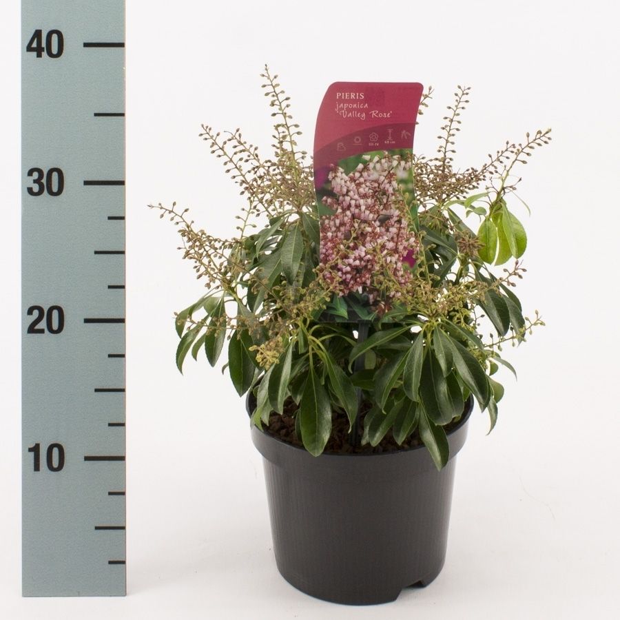 Pieris jap. 'Valley Rose', D 17