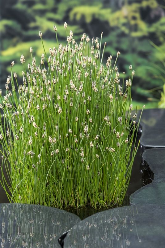 Eleocharis palustris (18x18), D 18