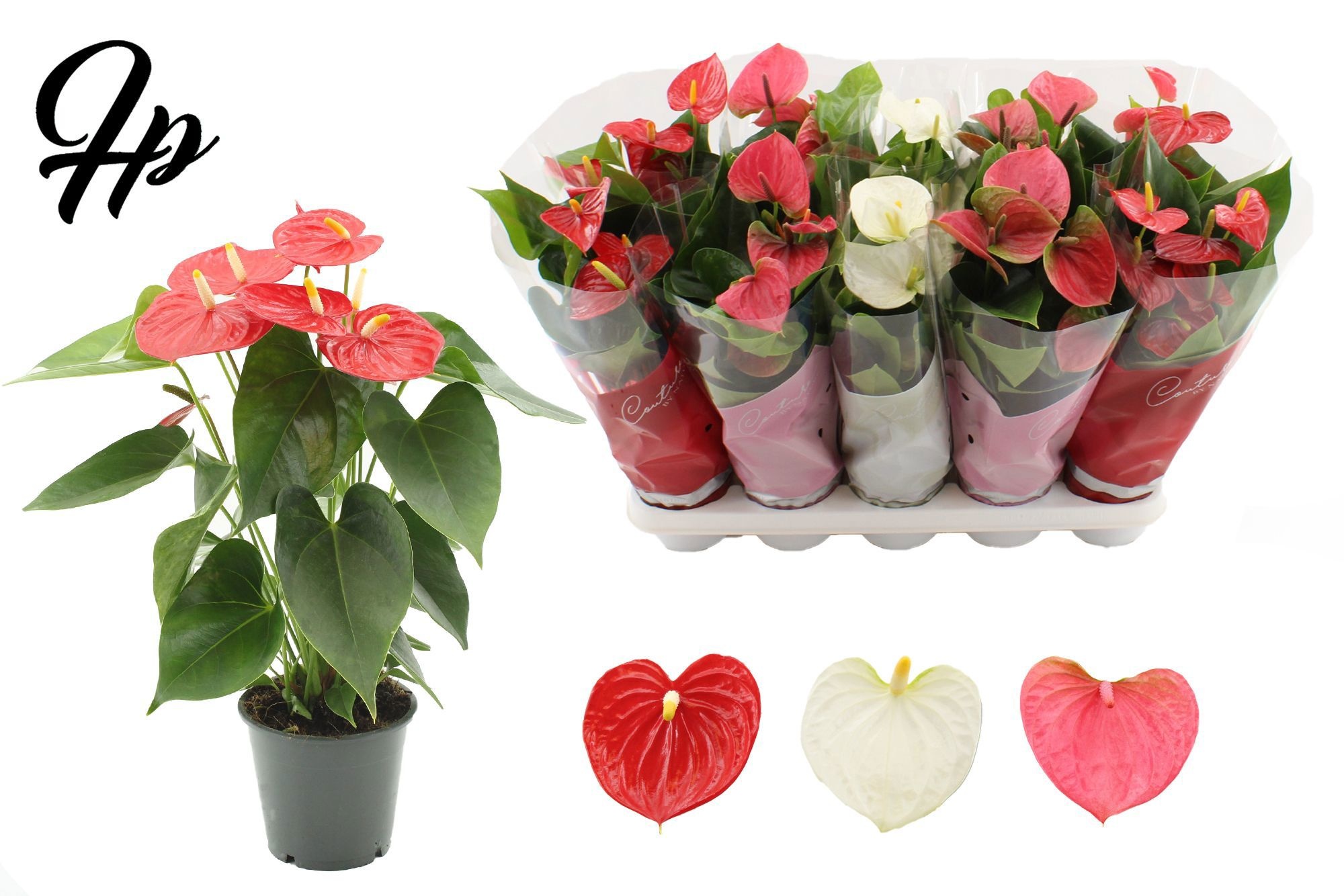 Anthurium 12 cm - 3 color mix in Couture sleeve, D 12