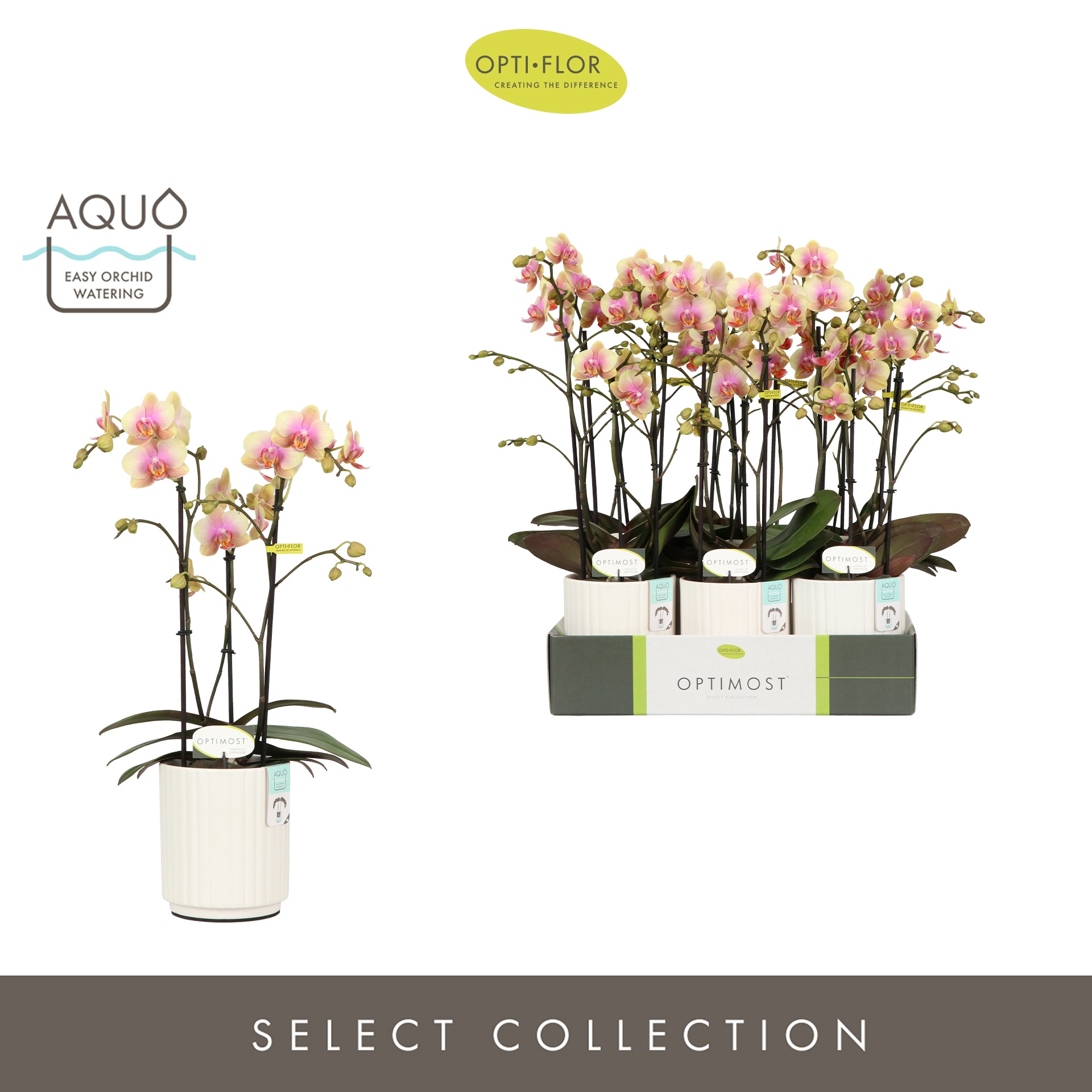 Optimost Belle Helene 3 spike in Molise White Aquo, D 12 cm