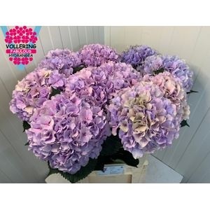 Гортензия Роял Бенефит Классик 80, шт.