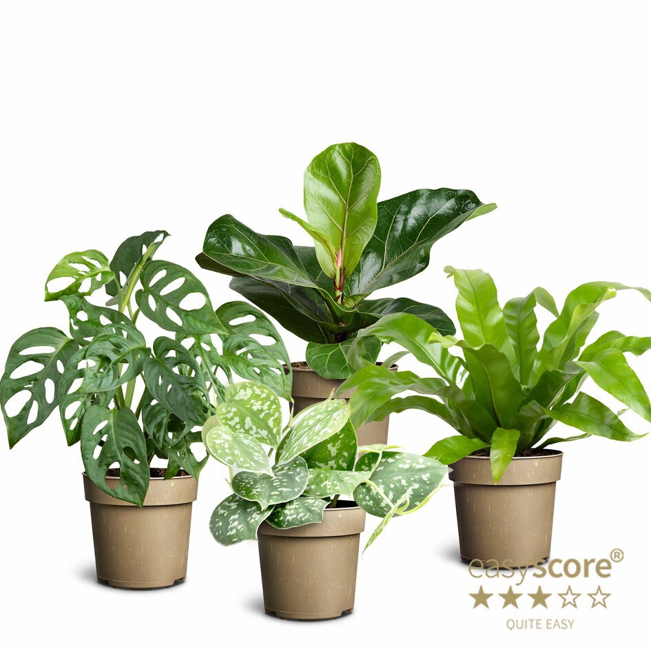 Green Collection, D 11