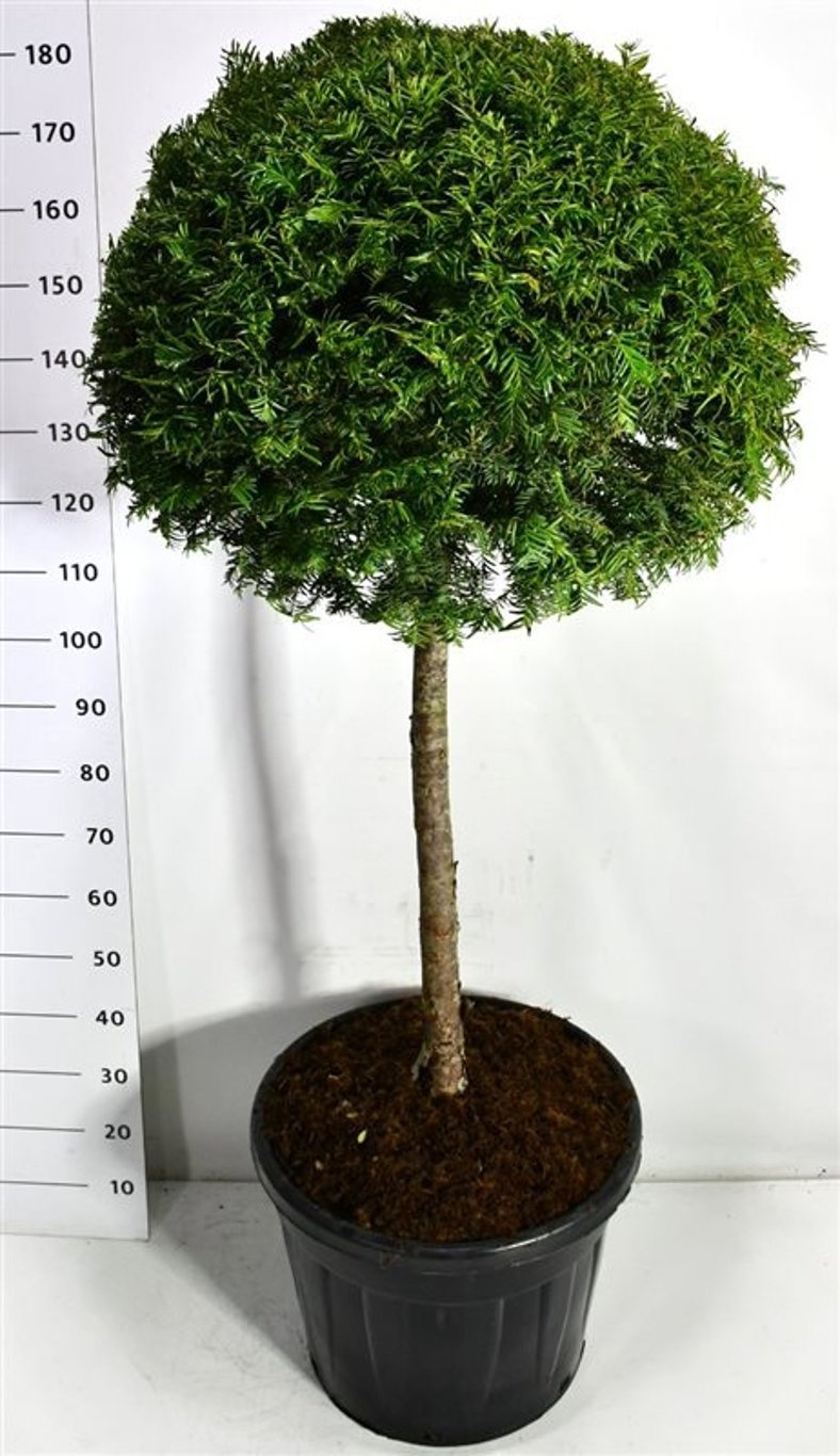 Taxus baccata, D 55
