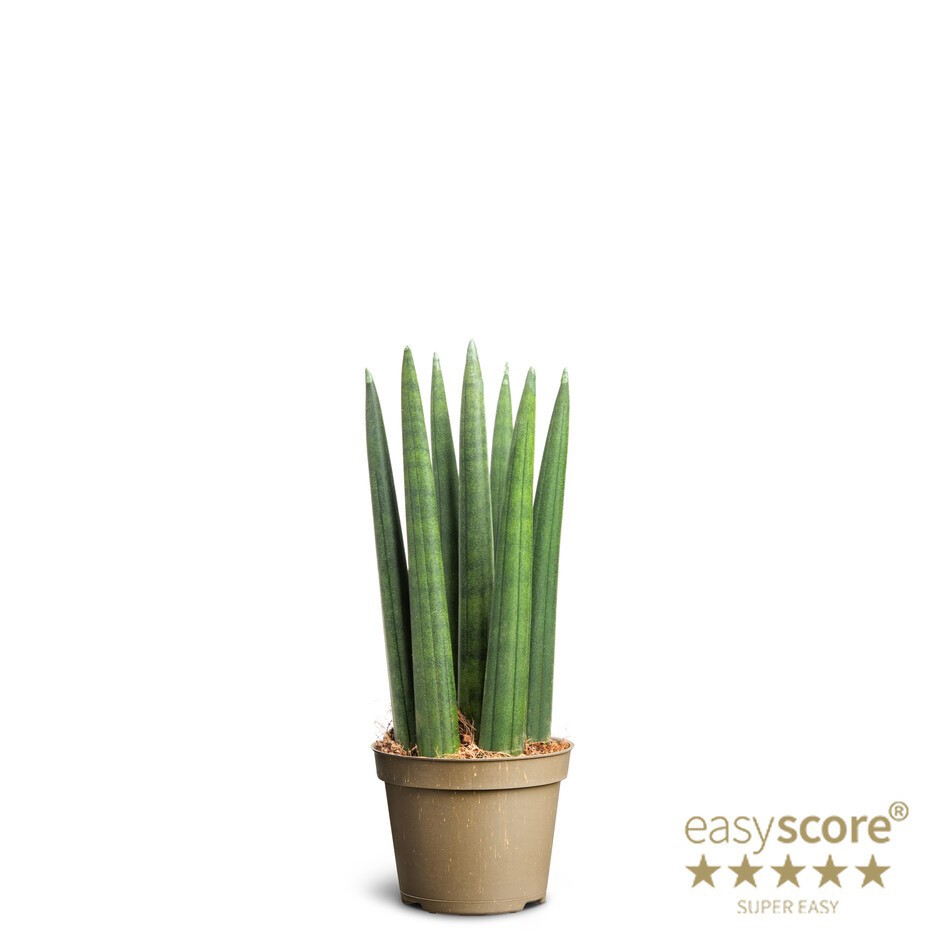 SANSEVIERIA CYLINDRICA 'Straight' 10631700, D 6