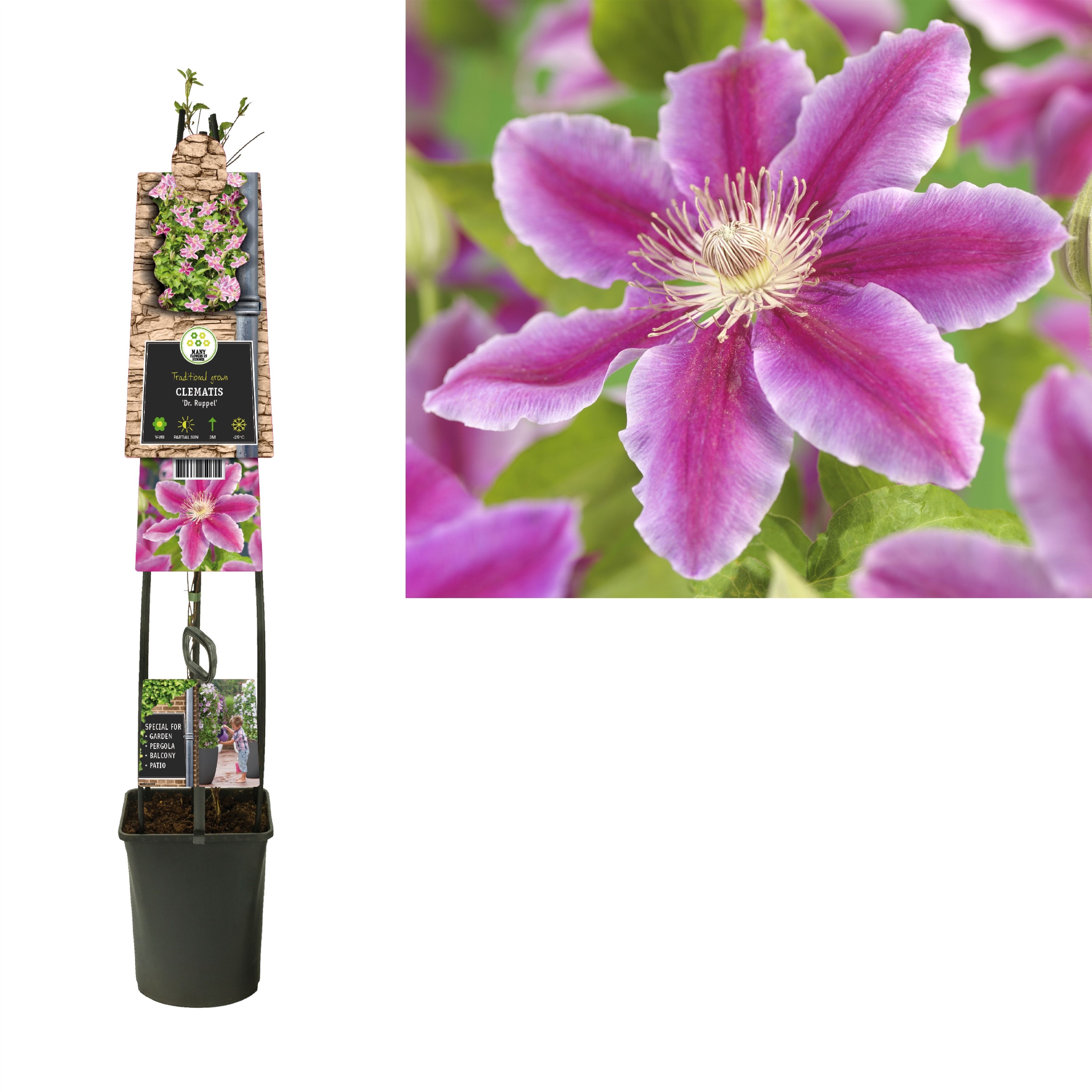Clematis 'Dr. Ruppel' +3.0 label, D 23 cm