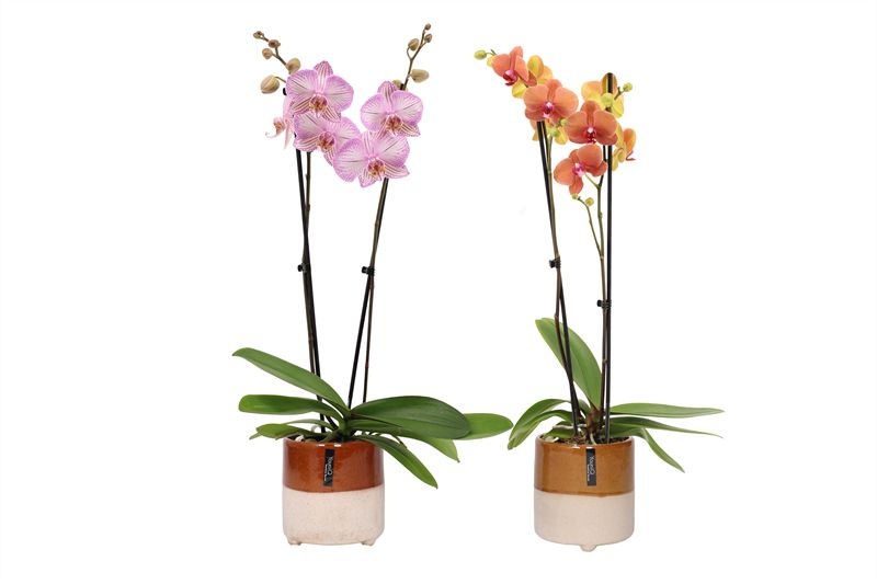 Stoneware p12 Gabby mix Phal mix 2T14+, D 12