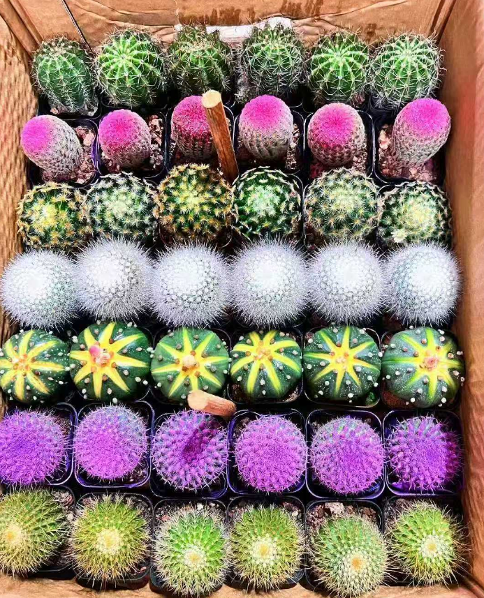 Кактус микс шар 10 15 10 12