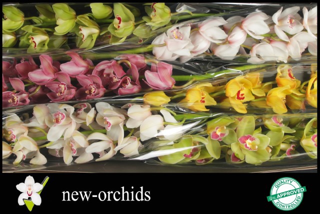 Цимбидиум Микс 80 x6, шт.