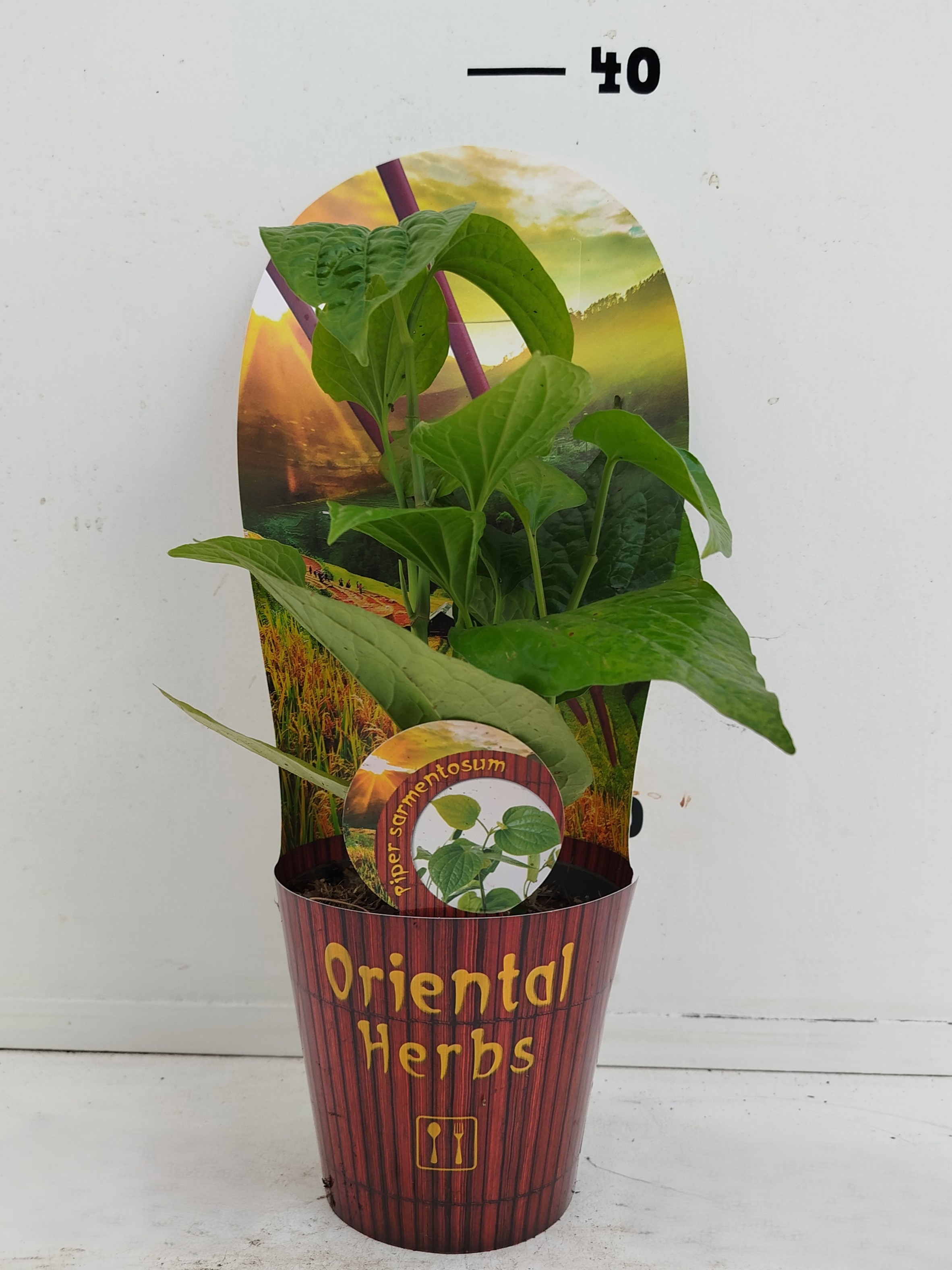 Piper sarmentosa, D 12