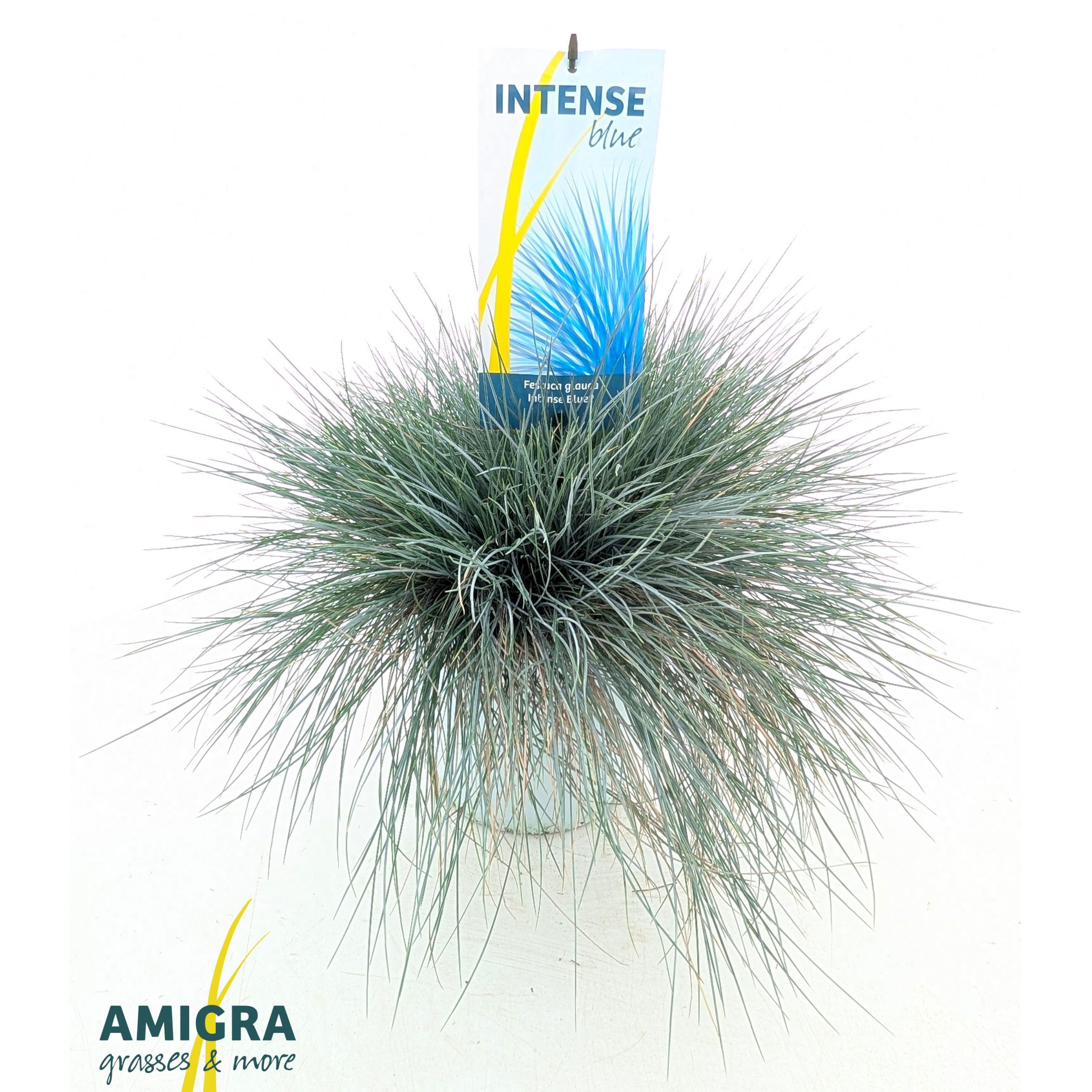 Festuca glauca Intense Blue®, D 23