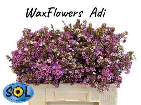 Шамелациум Ади 50 (роз.), шт.